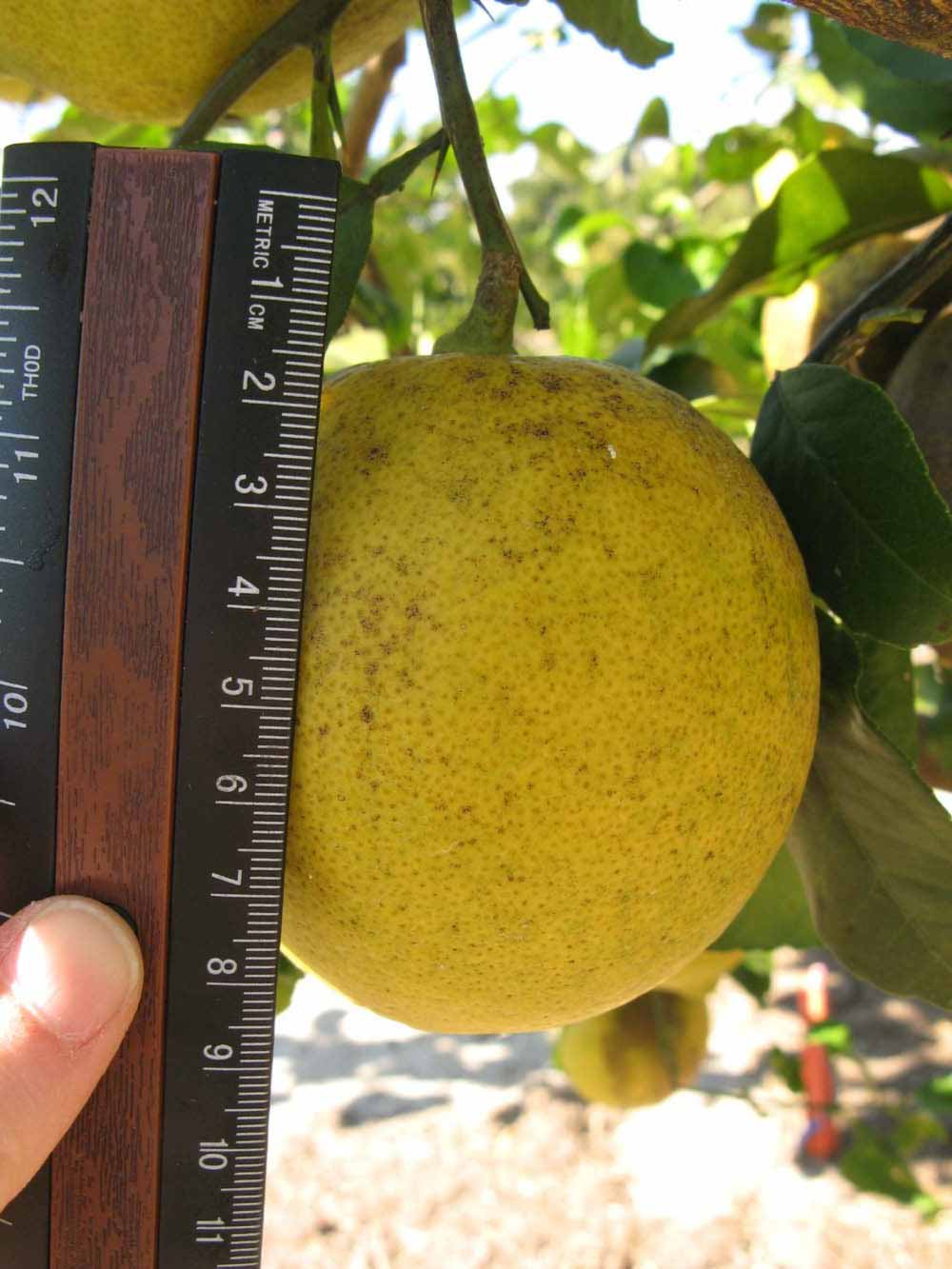              Fruit (Winter Haven, FL)       